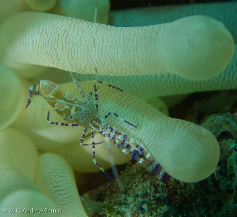 Spotted Cleaner Shrimp