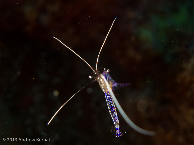 Pederson's Cleaner Shrimp