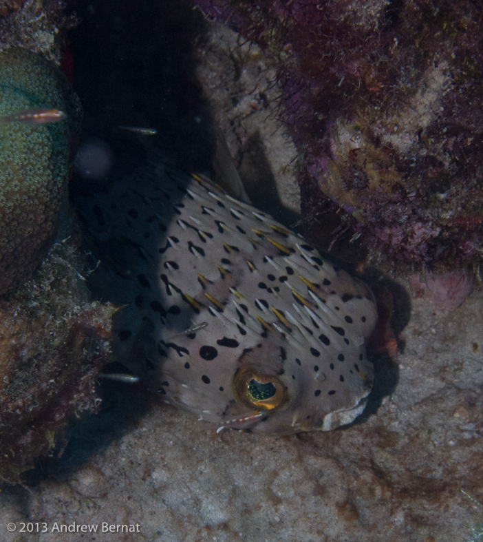 Balloonfish