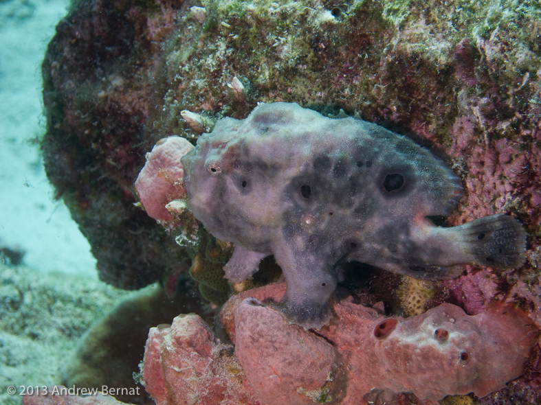 Ocellated Frogfish