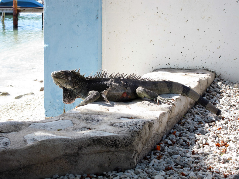 Iguana