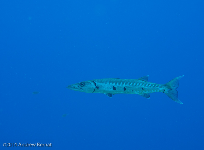 Giant Barracuda