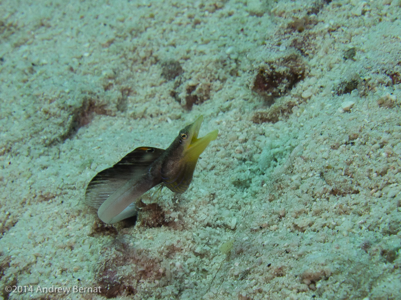 Yelowface Pikeblenny