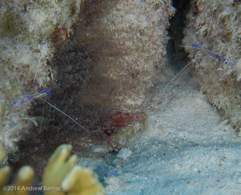 Red Snapping Shrimp