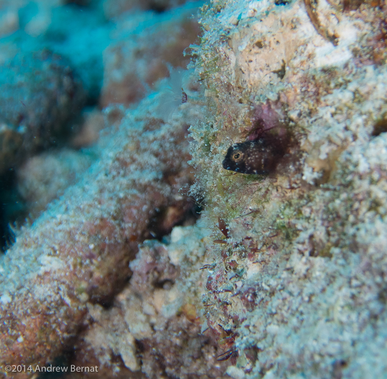 Darkheaded Blenny