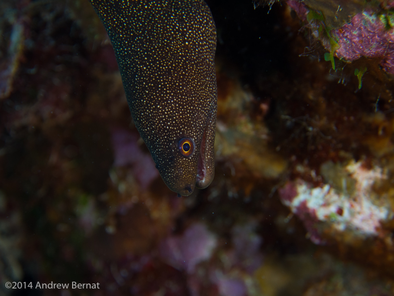 Goldentail Moray Eel