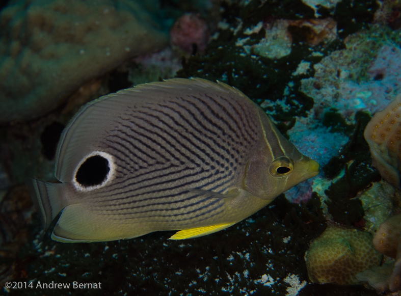 Four-Eyed Butterflyfish