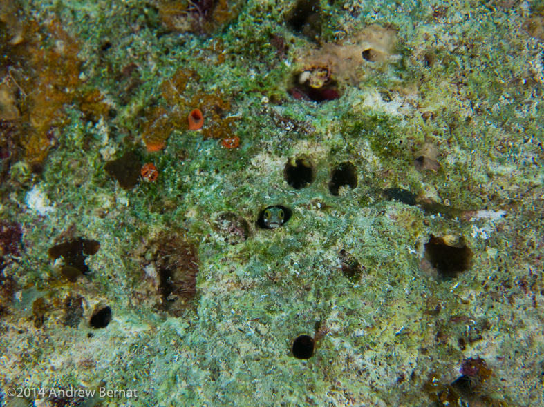 Blenny Condo