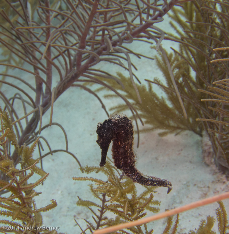 Longsnout Seahorse