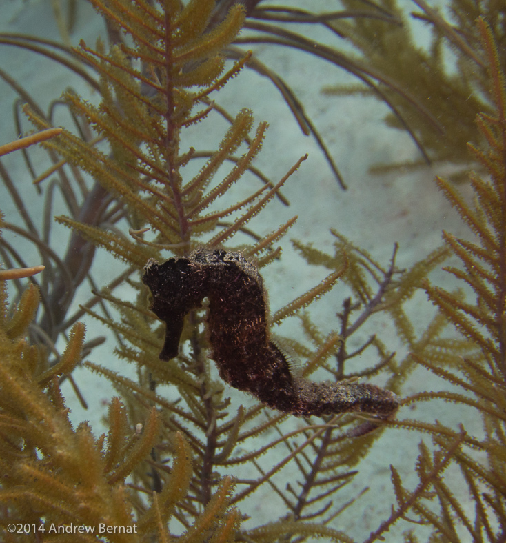 Longsnout Seahorse