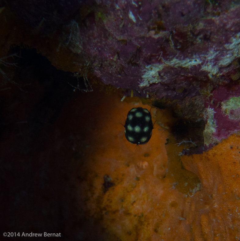 Smooth Trunkfish (Juvenile)