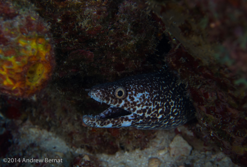 Spotted Moray