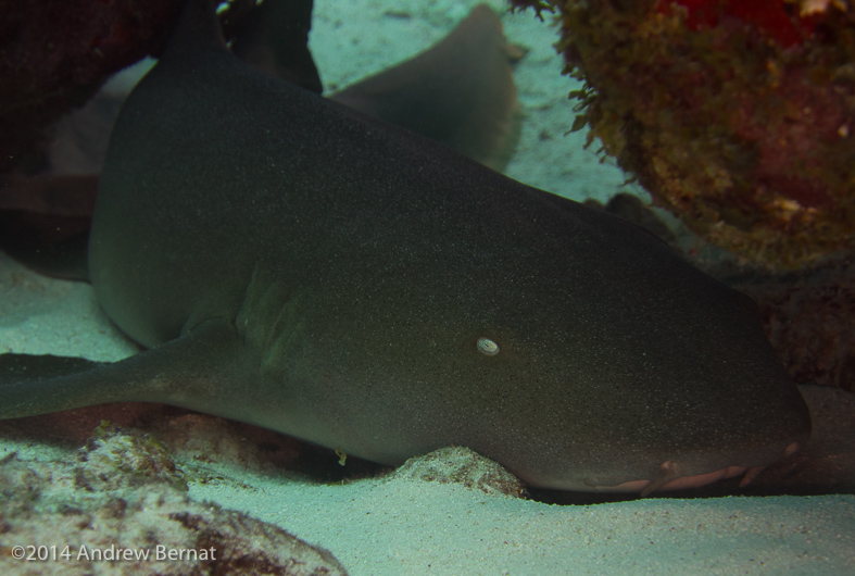 Nurse Shark