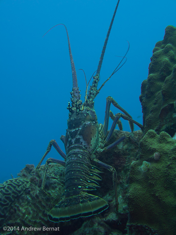 Caribbean Spiny Lobster