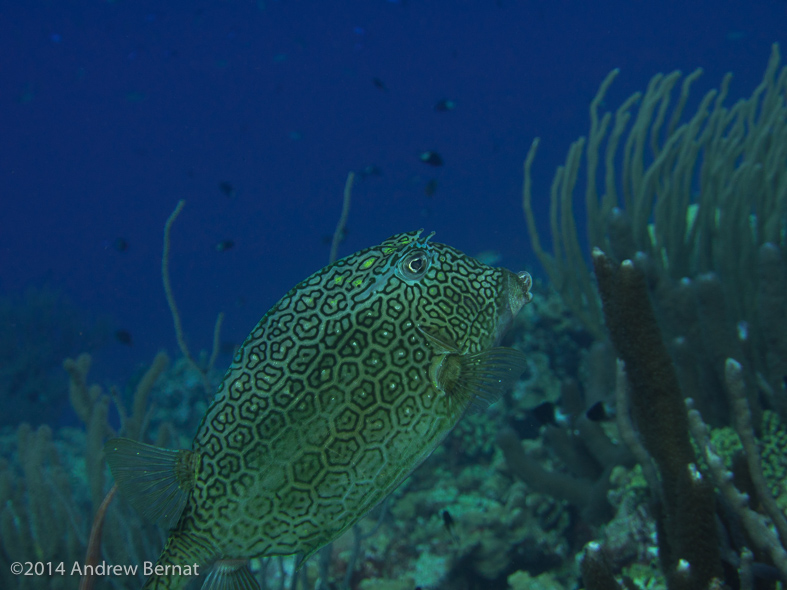 Honeycomb Cowfish