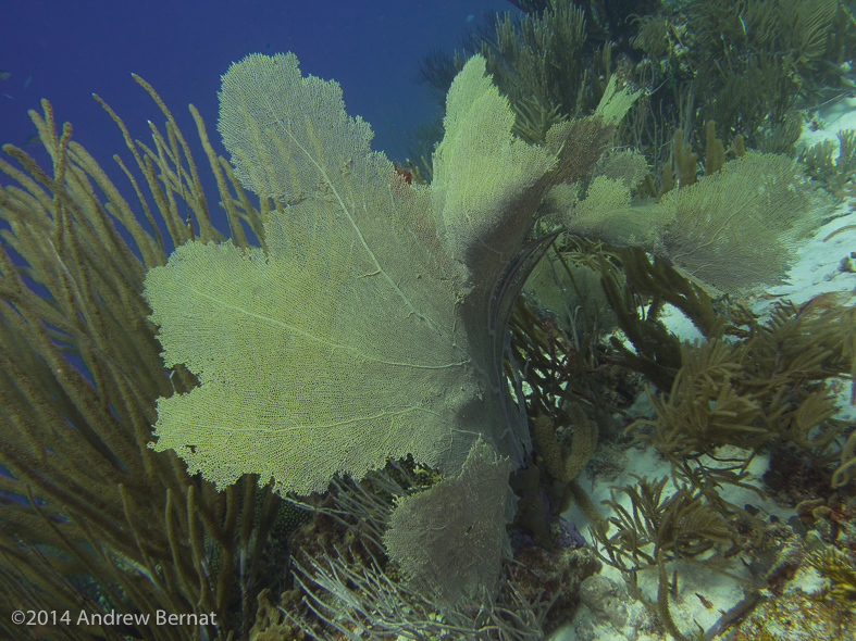 Sea Fan