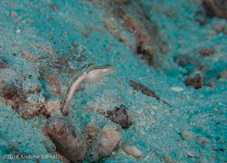 Yellowface Pikeblenny