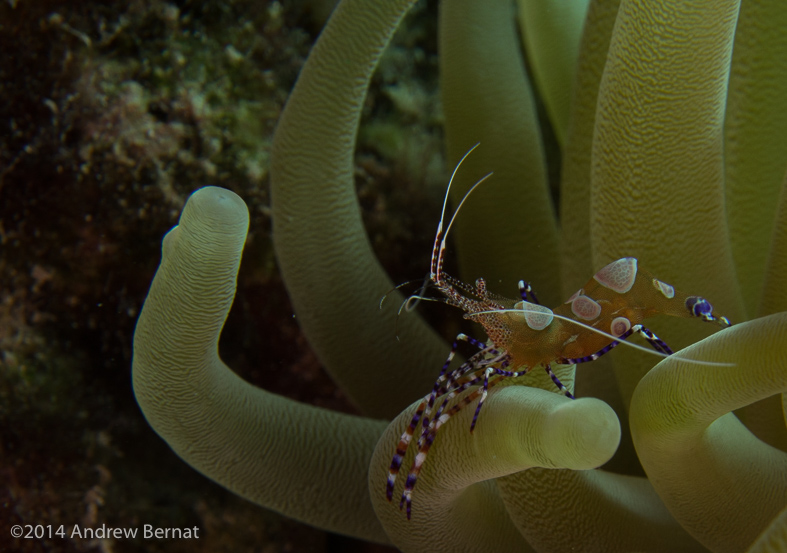 Spotted Cleaner Shrimp