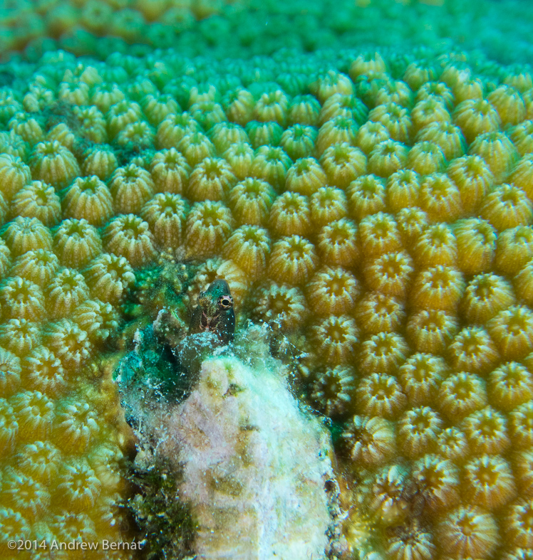 (Yet Another) Blenny