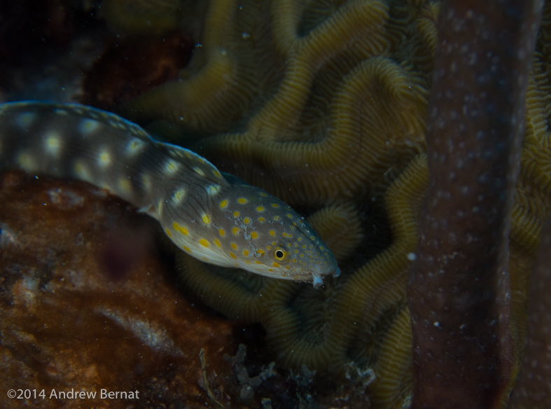 Sharptail Eel