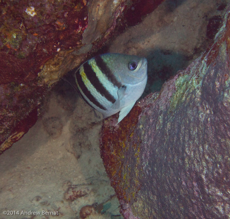 Sergeant Major Damselfish