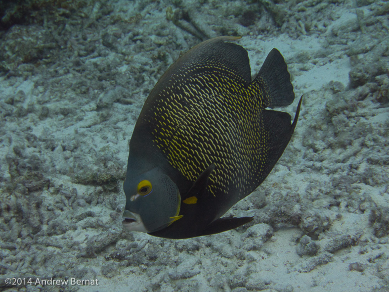 French Anglefish