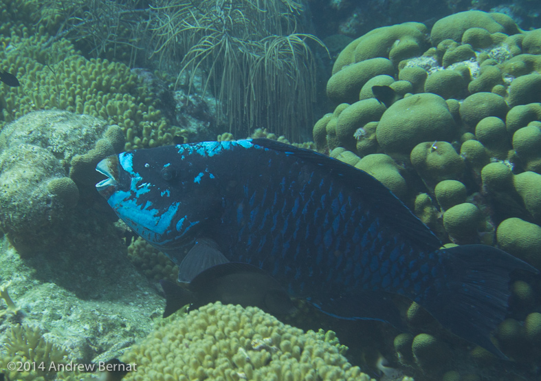 Midnight Parrotfish