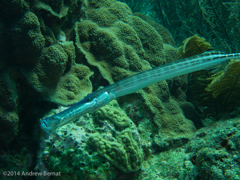 Trumpetfish