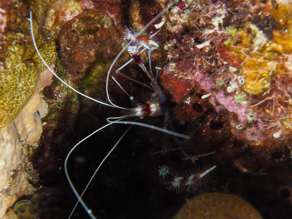 Banded Coral Shrimp