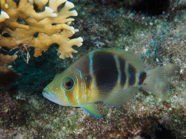 Barred Hamlet