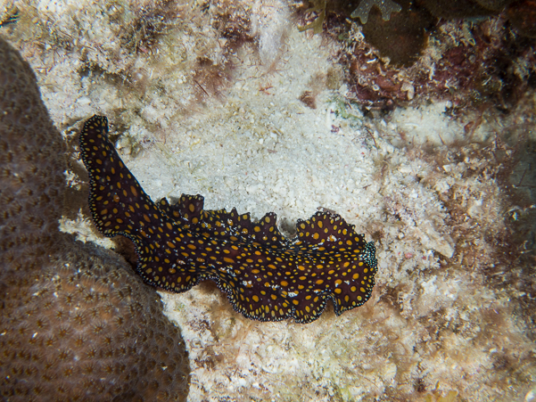 Leopard Flatworm