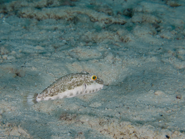 Bandtail Puffer