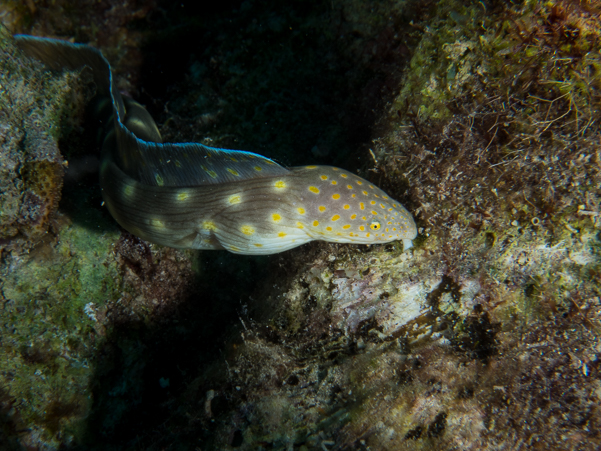 Sharptail Eel