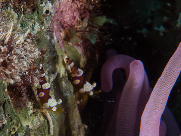 Squat Anemone Shrimp