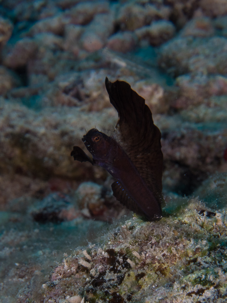 Sailfin Blenny