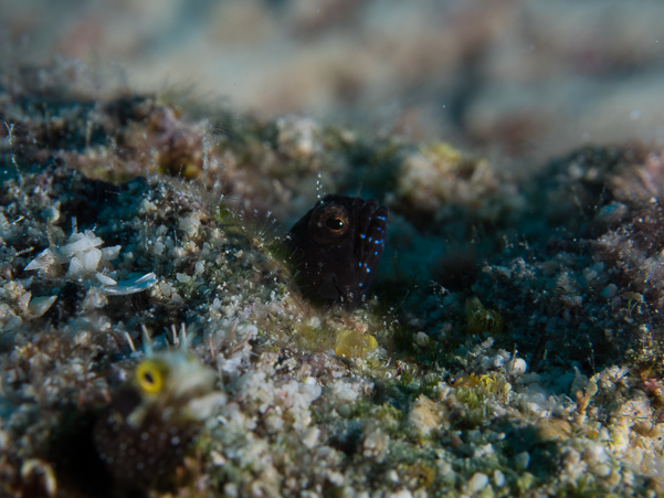 Sailfin Blenny