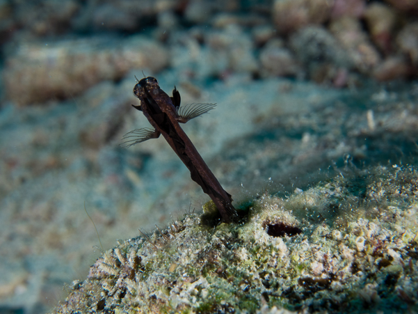 Sailfin Blenny