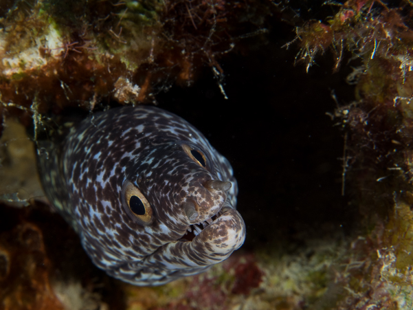 Spotted Moray