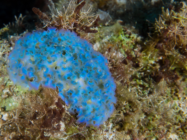 Lettuce Sea Slug