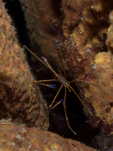 Yellowline Arrow Crab