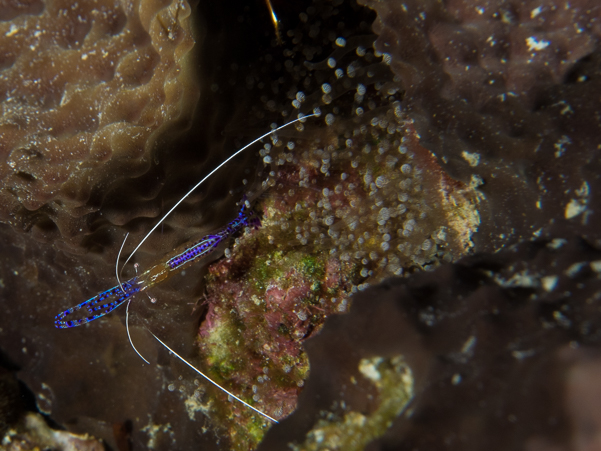 Pederson Cleaner Shrimp