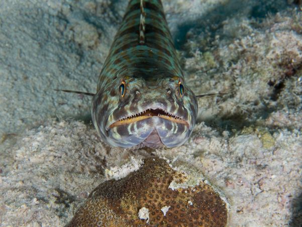 Sand Diver