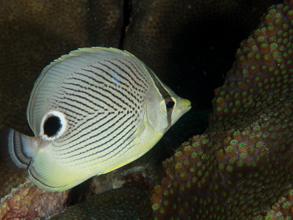 Foureye Butterflyfish