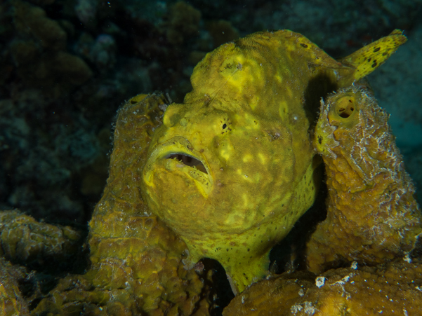 Longlure Frogfish