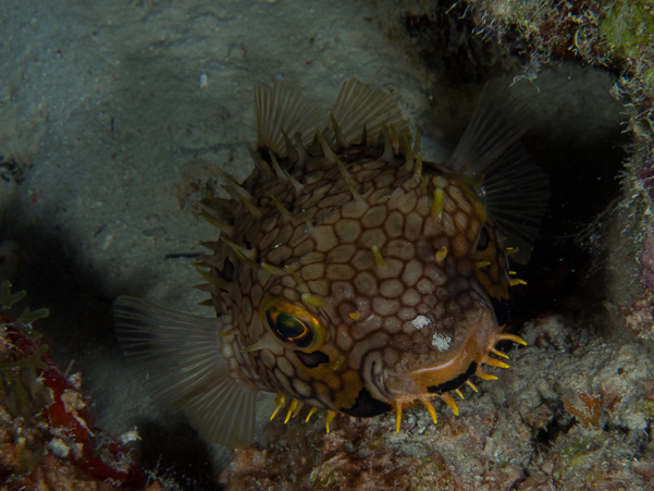 Web Burrfish