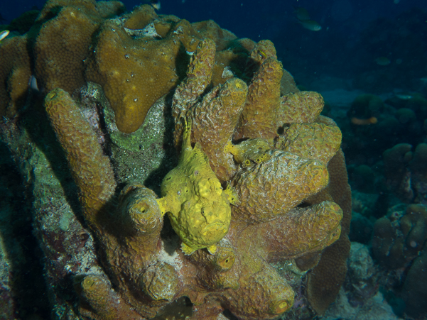 Longlure Frogfish