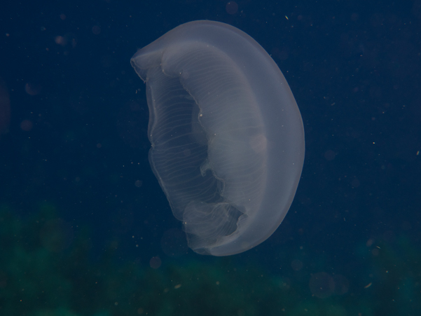 Moon Jellyfish