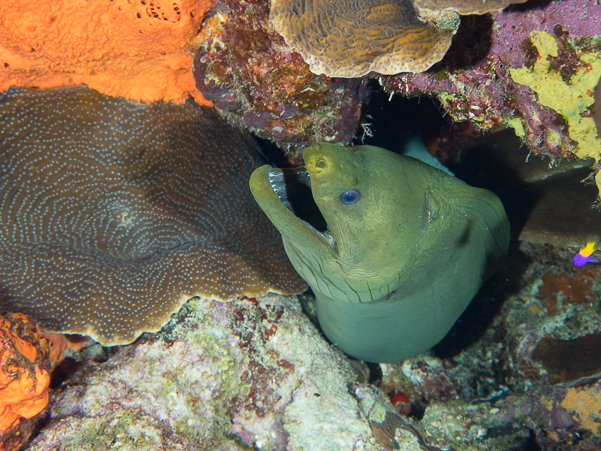 Green Moray