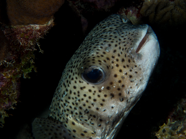 Porcupinefish