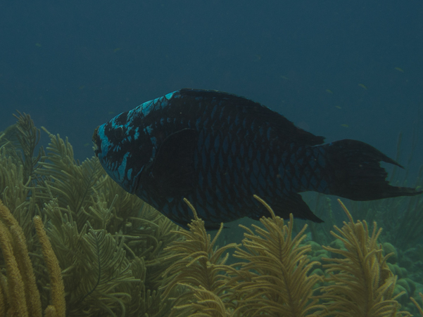 Midnight Parrotfish